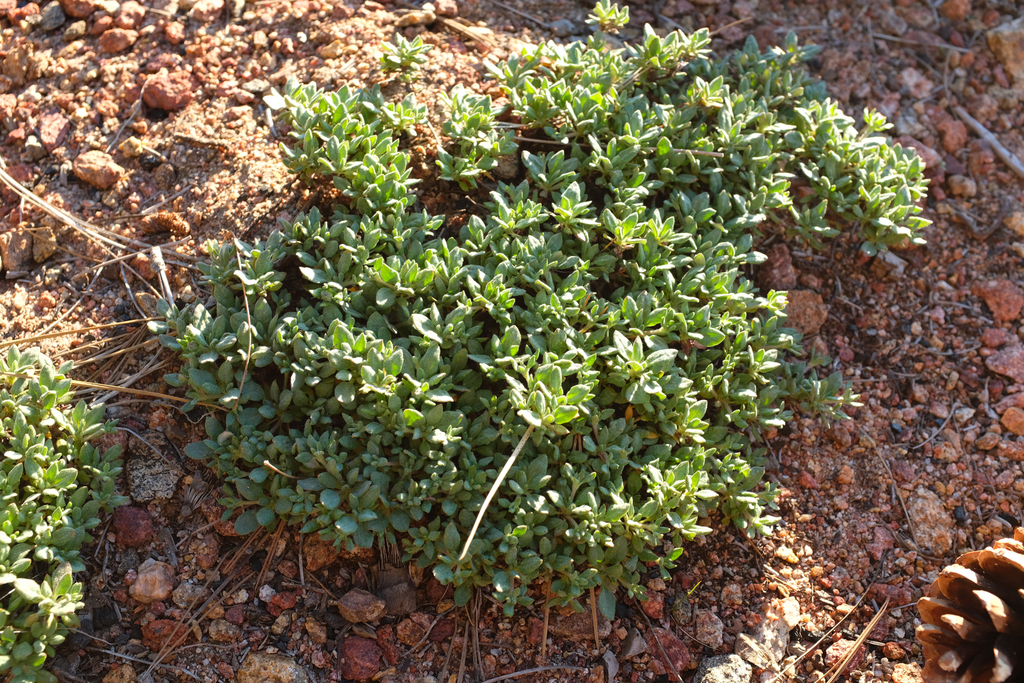 Eriogonum twisselmannii (Twisselmann's buckwheat), native California subshrub
