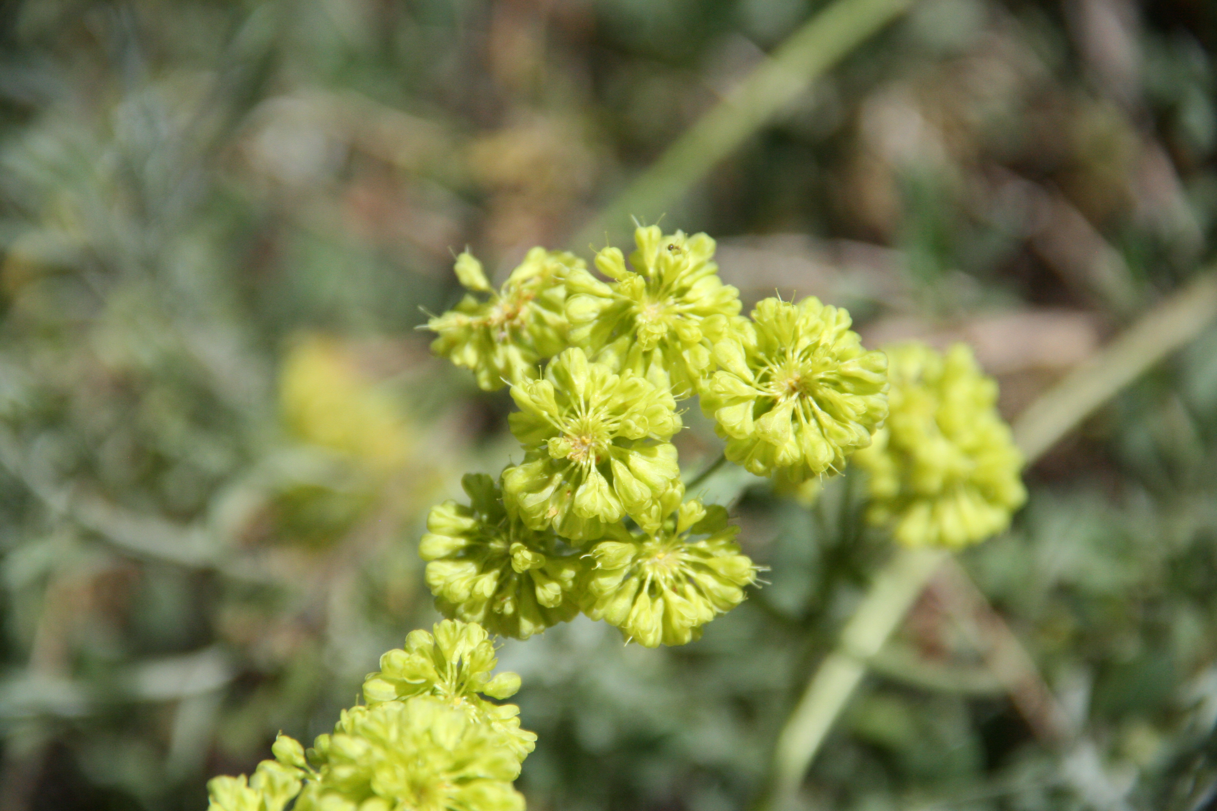 Eriogonum umbellatum var. furcosum (Sierra nevada sulphur flower), native California subshrub