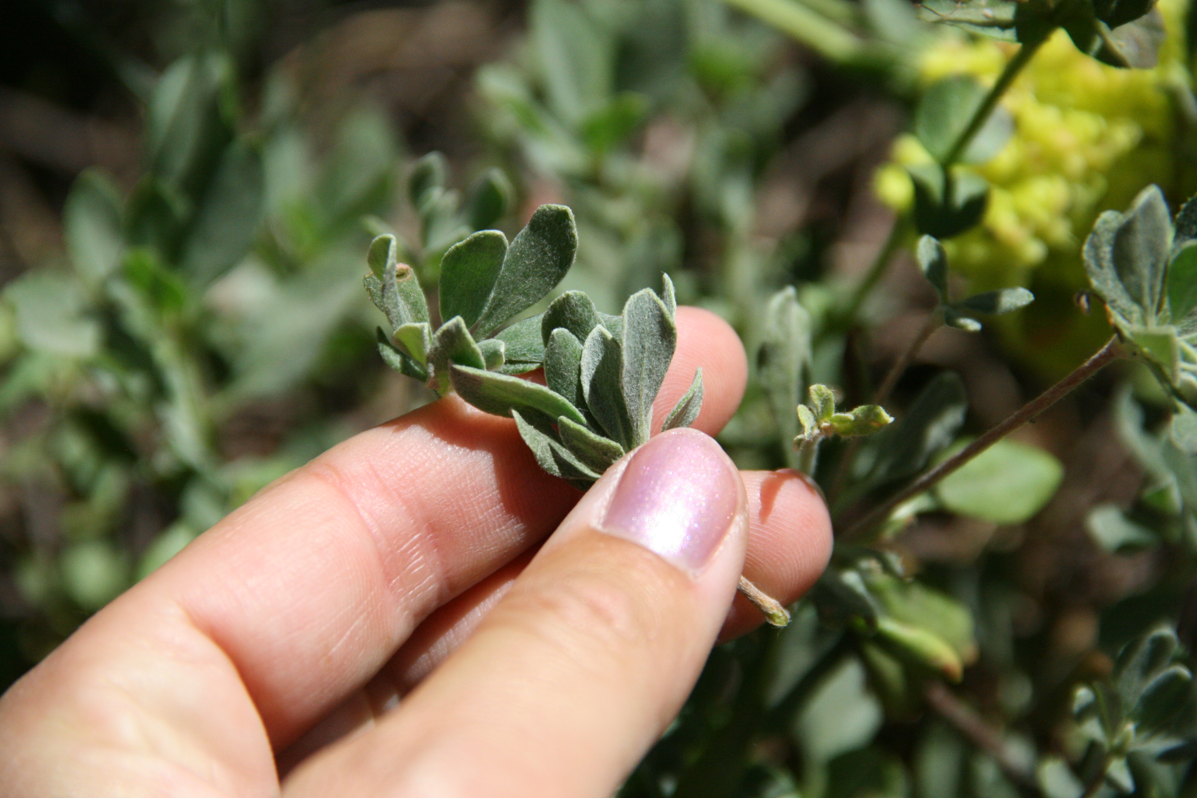 Eriogonum umbellatum — parent species of Eriogonum umbellatum var. ahartii