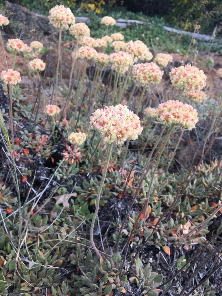Eriogonum ursinum — parent species of Eriogonum ursinum var. ursinum