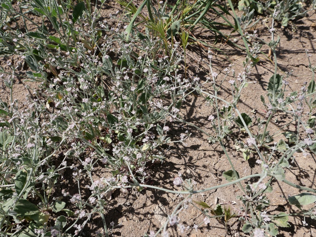 Eriogonum vestitum (Idria buckwheat), native California herb