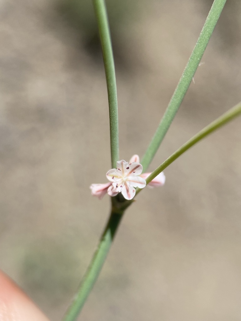 Eriogonum vimineum (Wicker-stem wild buckwheat), native California herb