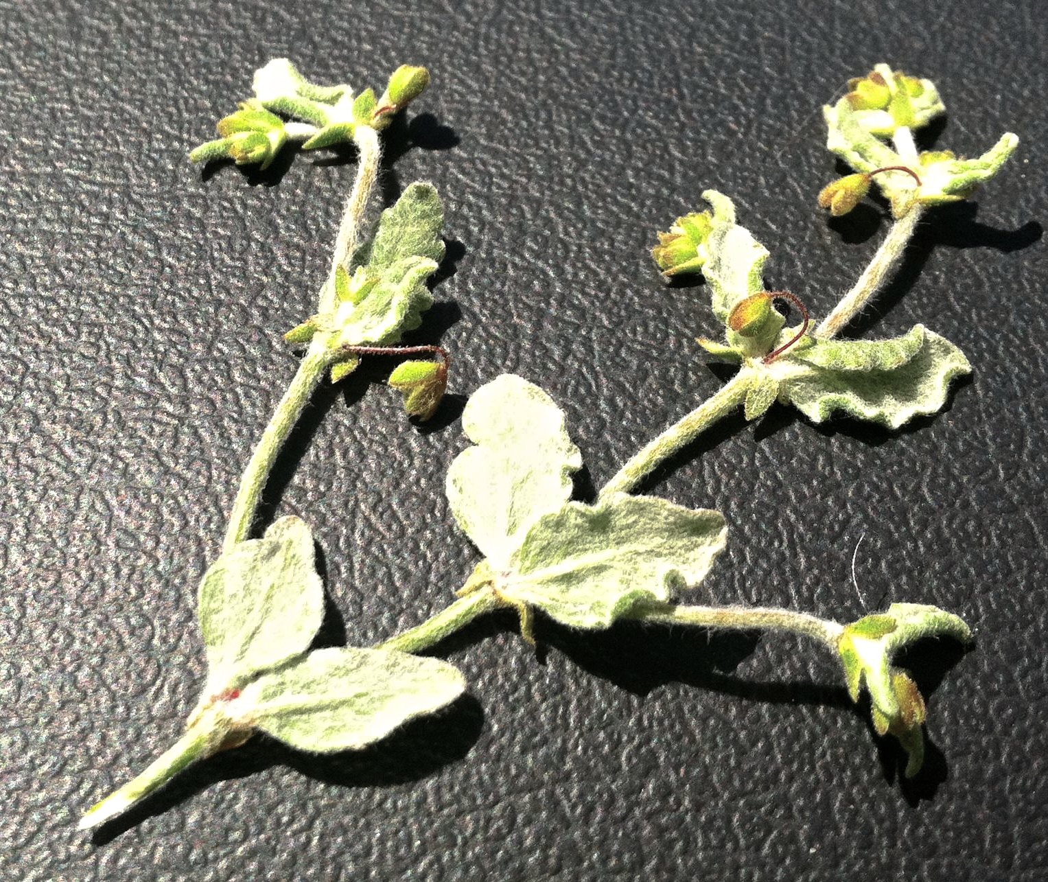 Eriogonum viridescens (Two-toothed wild buckwheat), native California herb