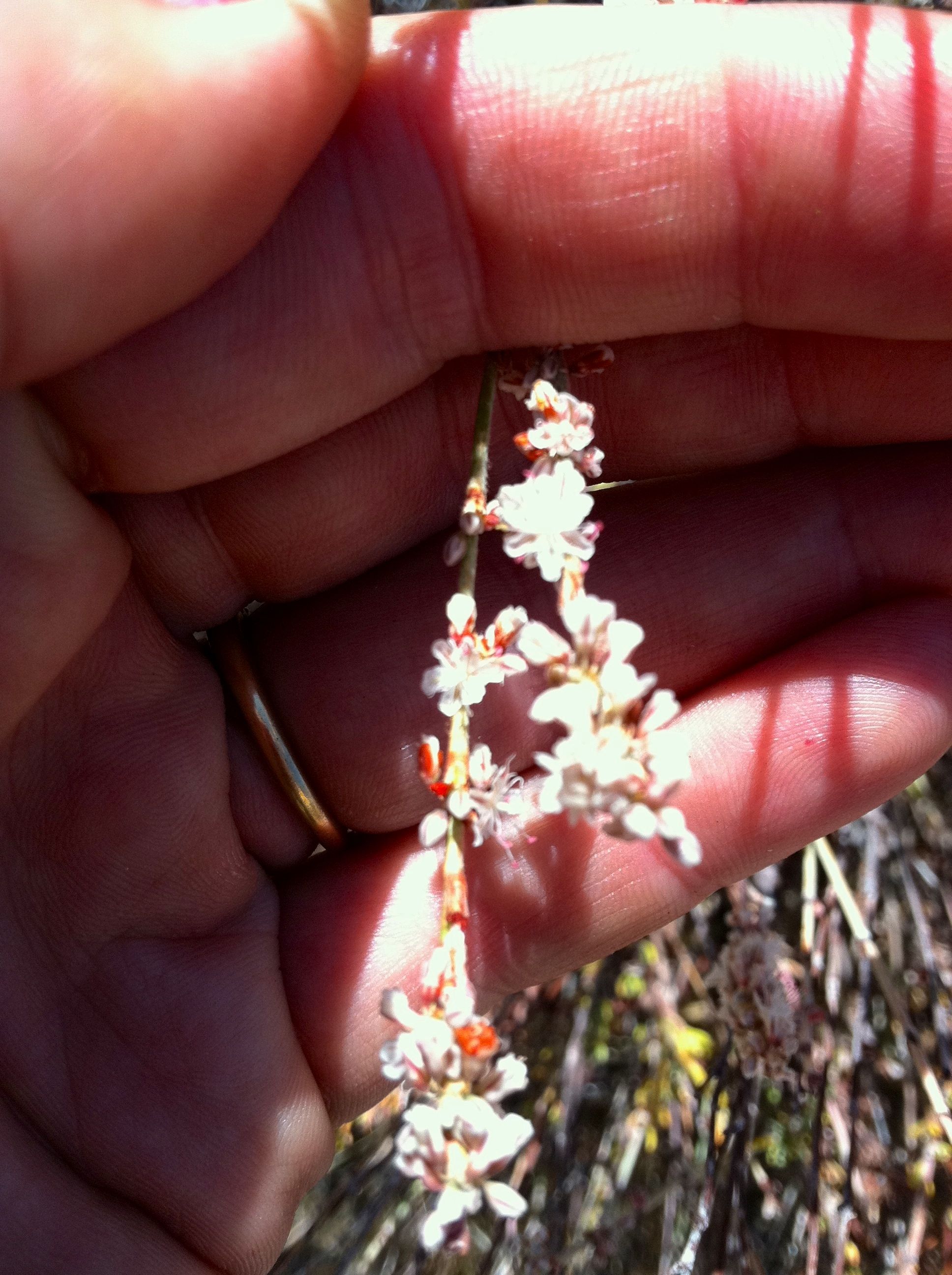 Eriogonum wrightii var. membranaceum (Ringed-stem bastard-sage), native California subshrub