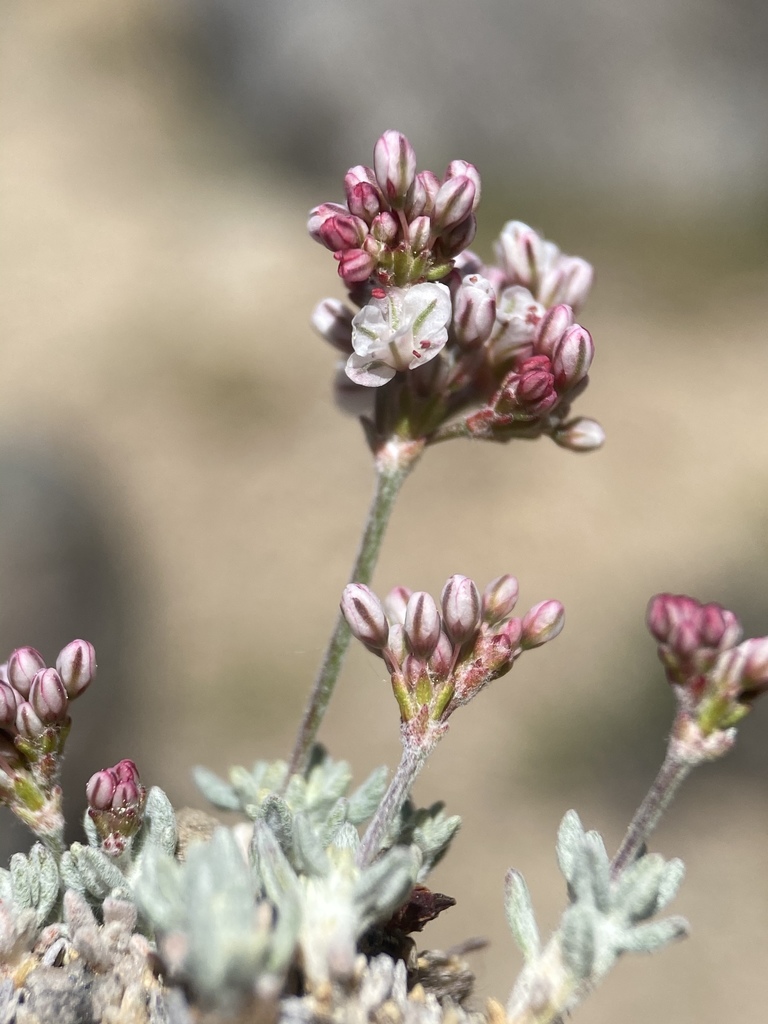 Eriogonum wrightii var. nodosum (Knot-stem bastard-sage), native California shrub