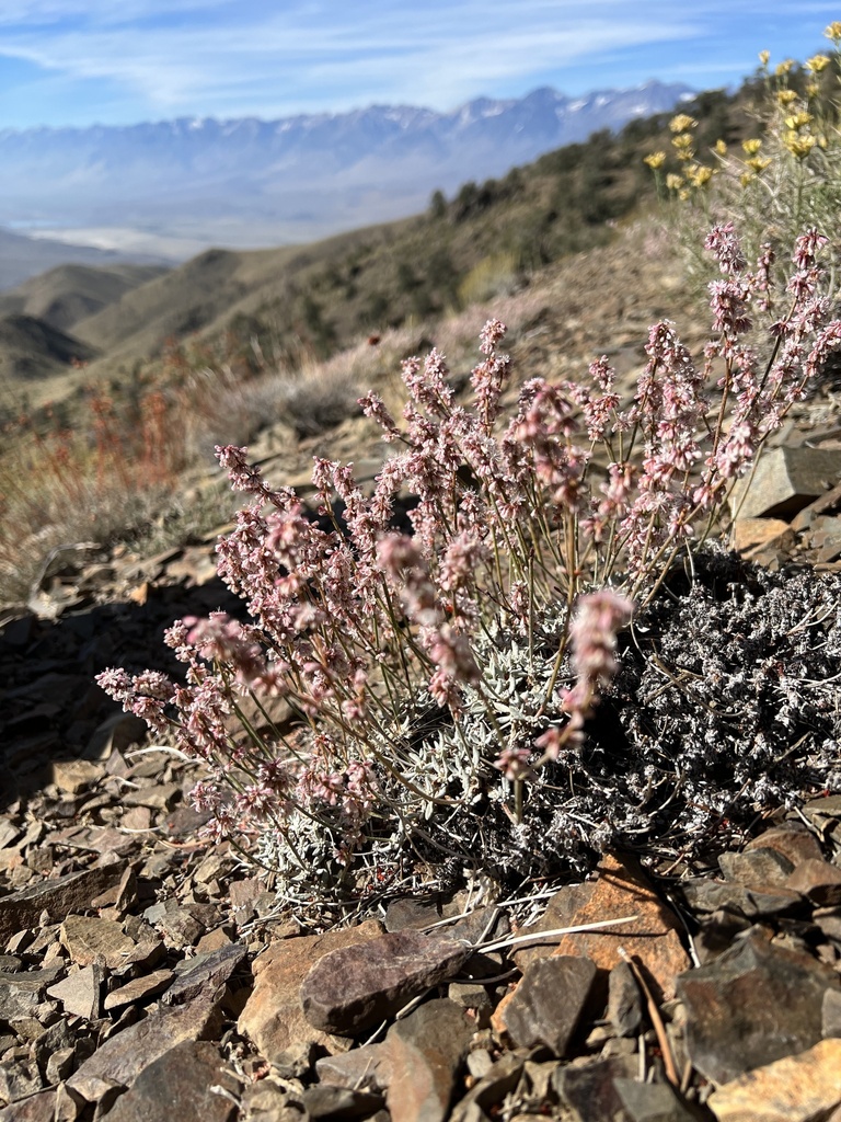 Eriogonum wrightii var. trachygonum (Rough-node bastard-sage), native California subshrub