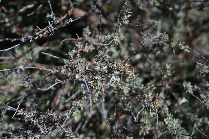 Eriogonum wrightii (Bastard-sage), native California shrub