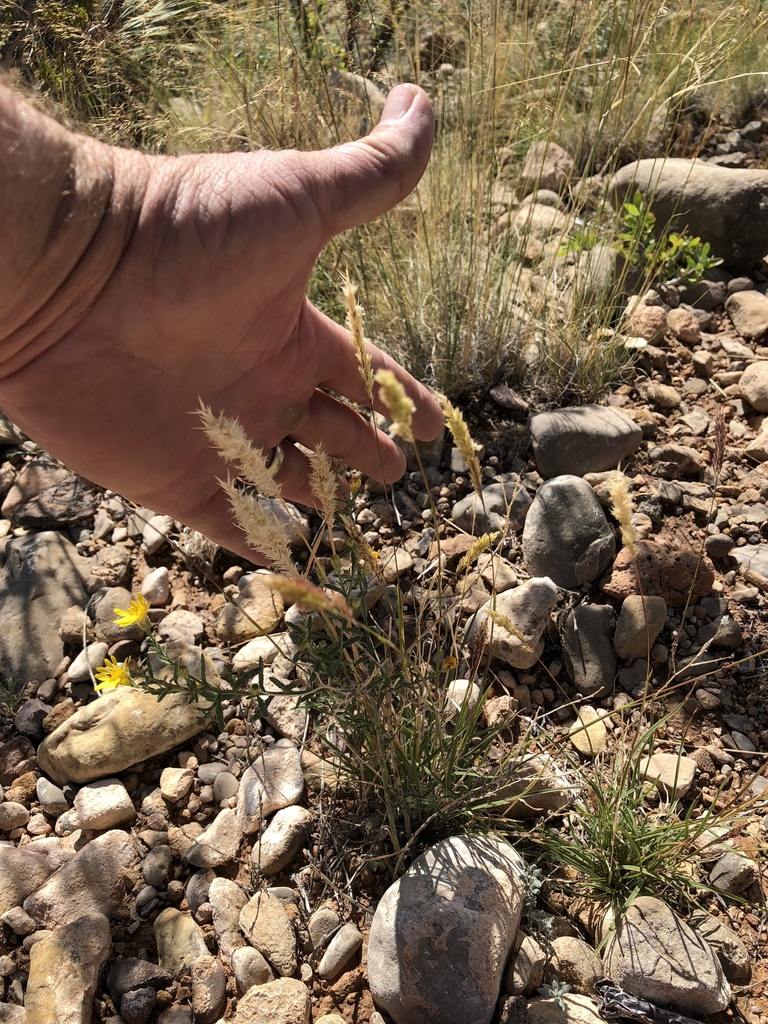 Erioneuron pilosum (Hairy erioneuron), native California grass
