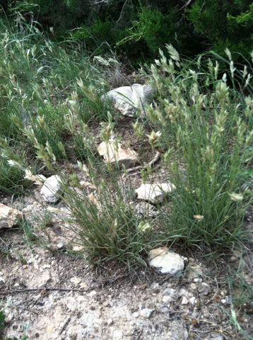 Erioneuron sp., native California perennial