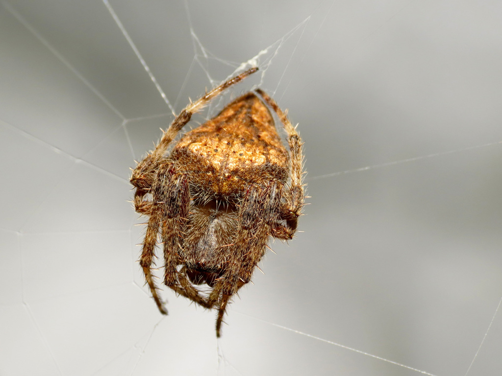 Eriophora edax, California species