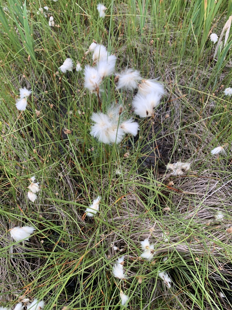 Eriophorum gracile (Slender cottongrass), native California grass