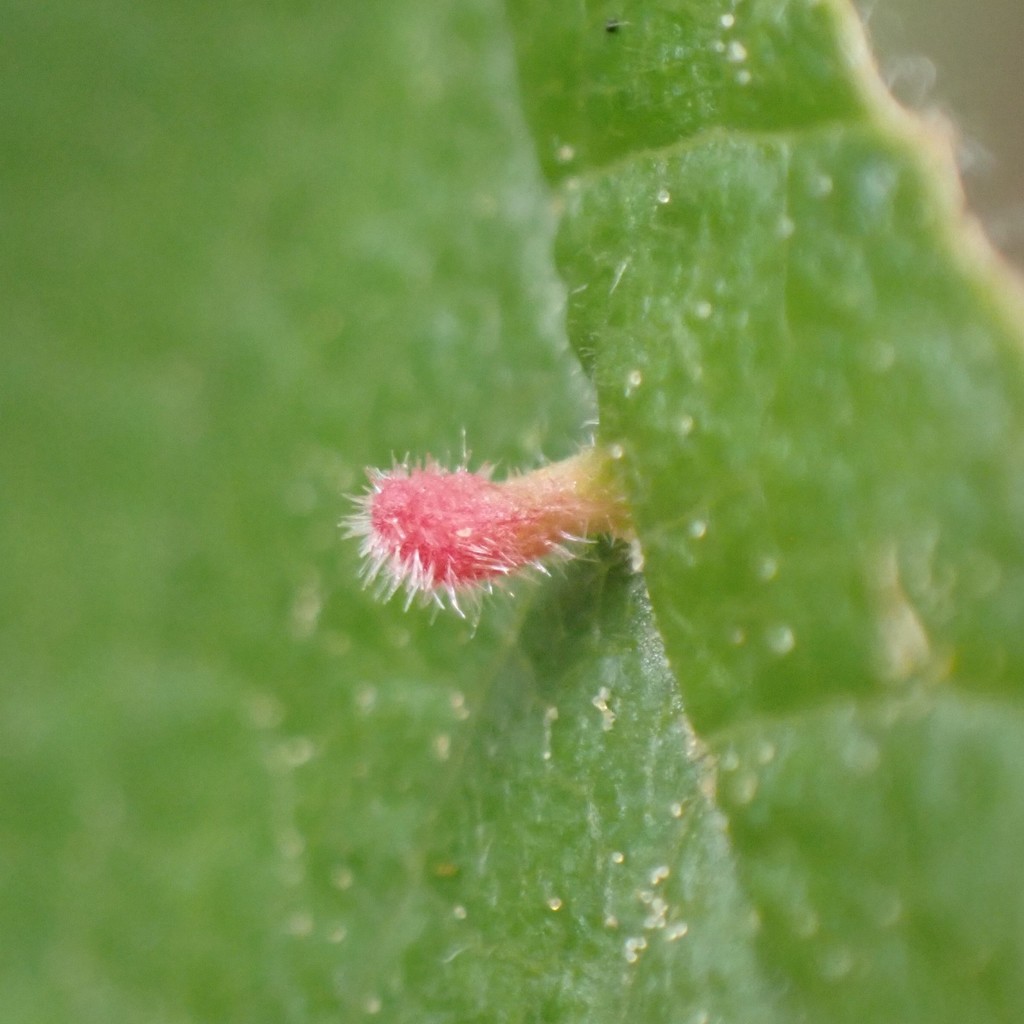 Eriophyes emarginatae (Plum Finger Gall Mite), California species