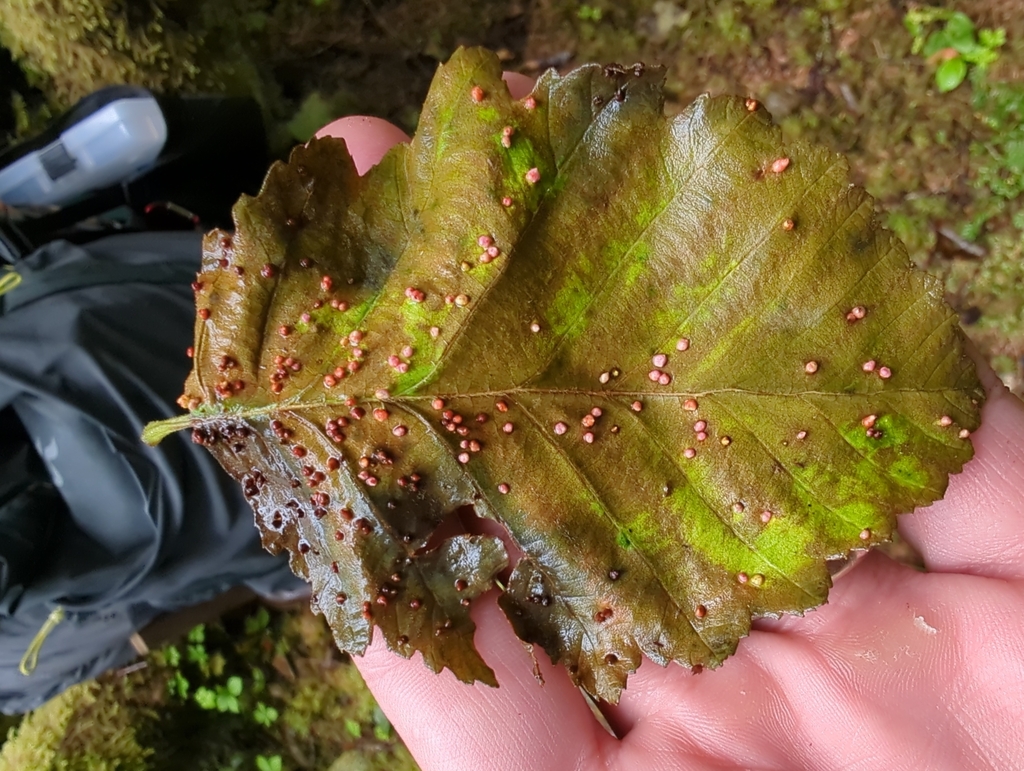 Eriophyes laevis (Alder Leaf Gall Mite), California species