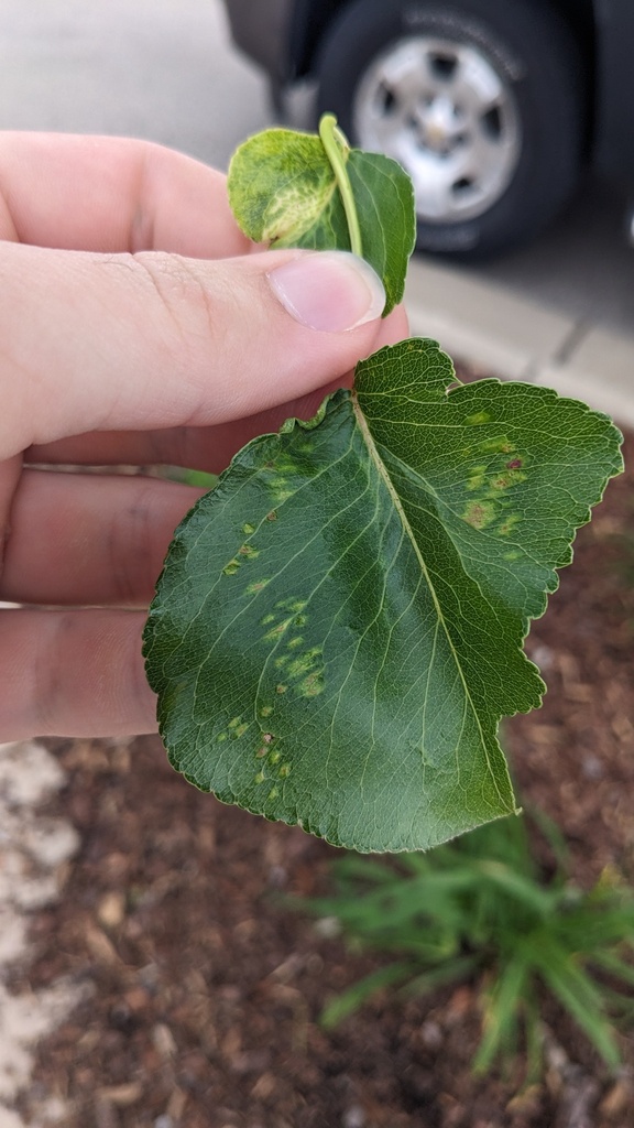 Eriophyes pyri (Pearleaf Blister Mite), California species