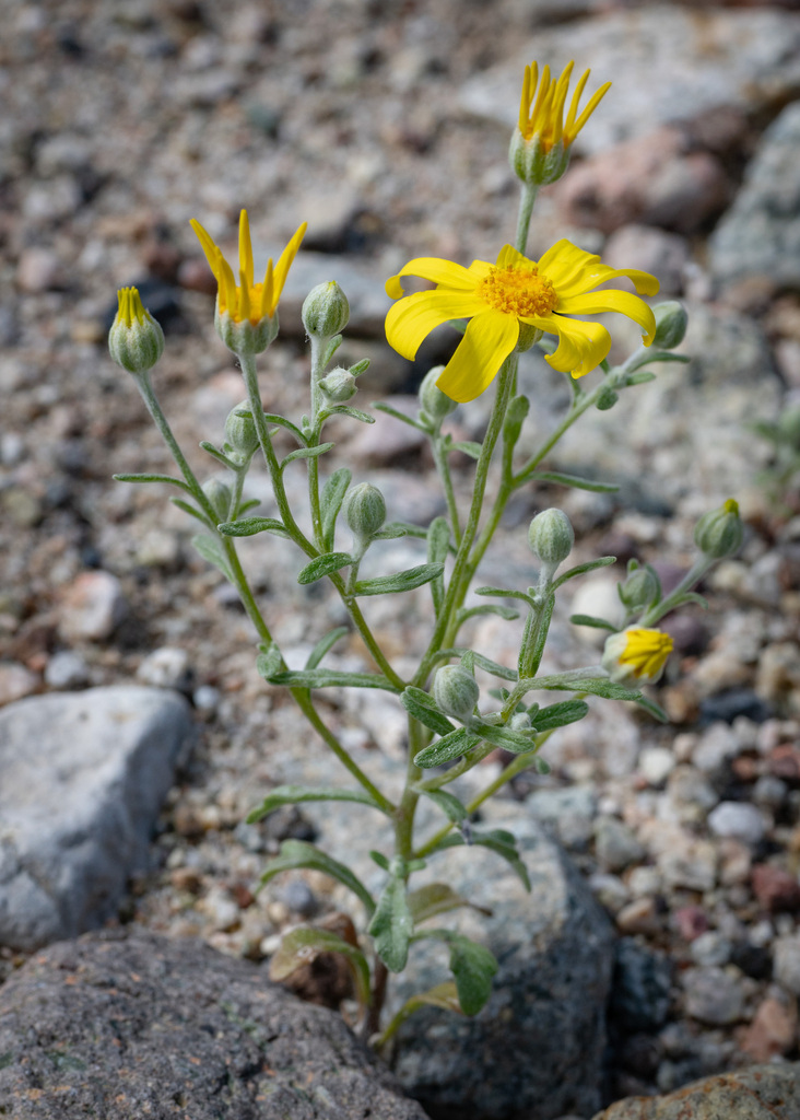 Eriophyllum ambiguum — parent species of Eriophyllum ambiguum var. paleaceum