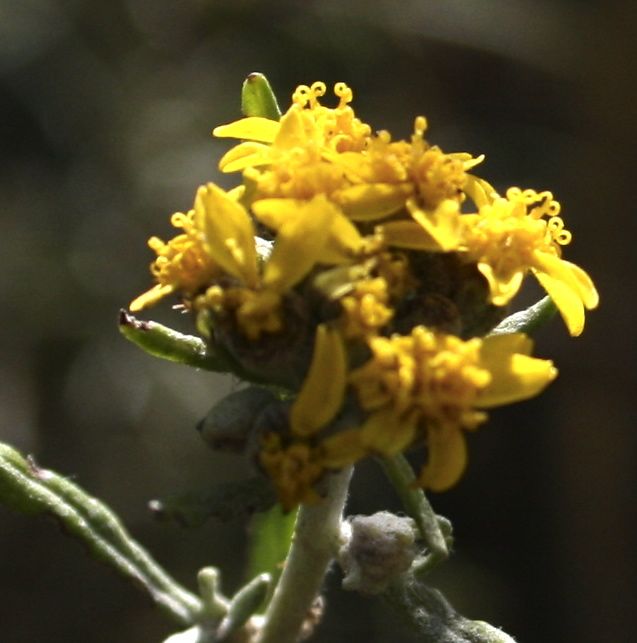 Eriophyllum confertiflorum (Golden-yarrow), native California shrub