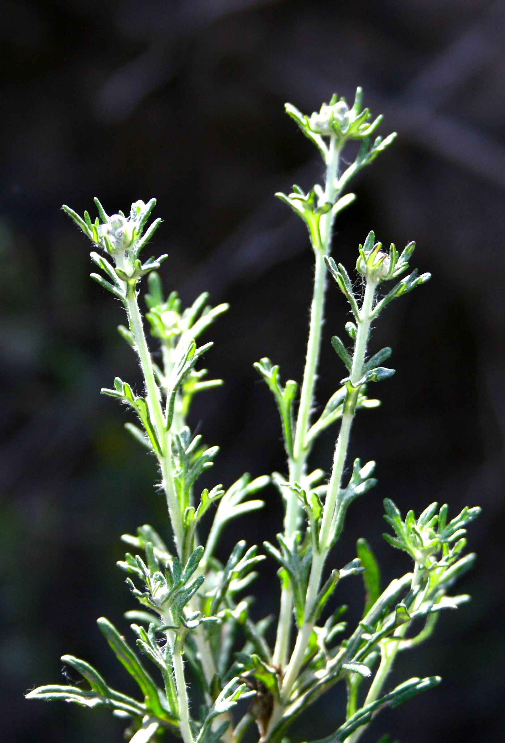 Eriophyllum confertiflorum — parent species of Eriophyllum confertiflorum var. tanacetiflorum