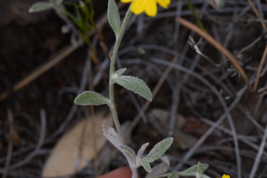 Eriophyllum congdonii (Congdon's woolly sunflower), native California herb