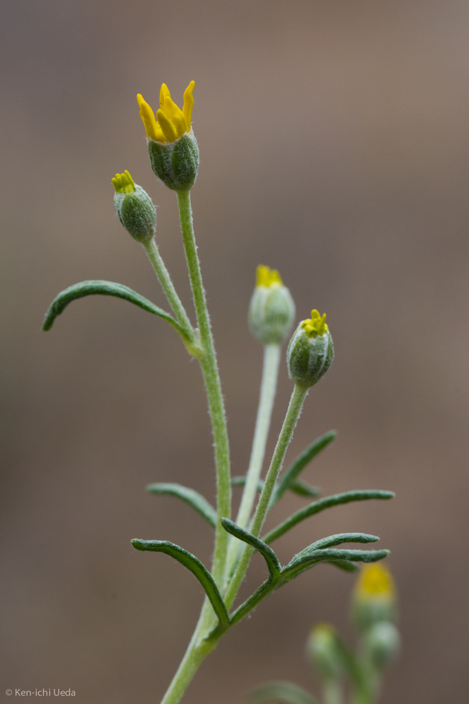 Eriophyllum jepsonii (Jepson's woolly sunflower), native California subshrub