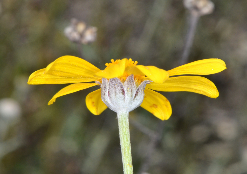 Eriophyllum lanatum var. achilleoides (Yarrow leaved woolly sunflower), native California subshrub