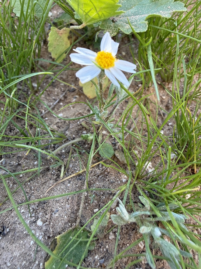 Eriophyllum lanosum (White easter bonnets), native California herb
