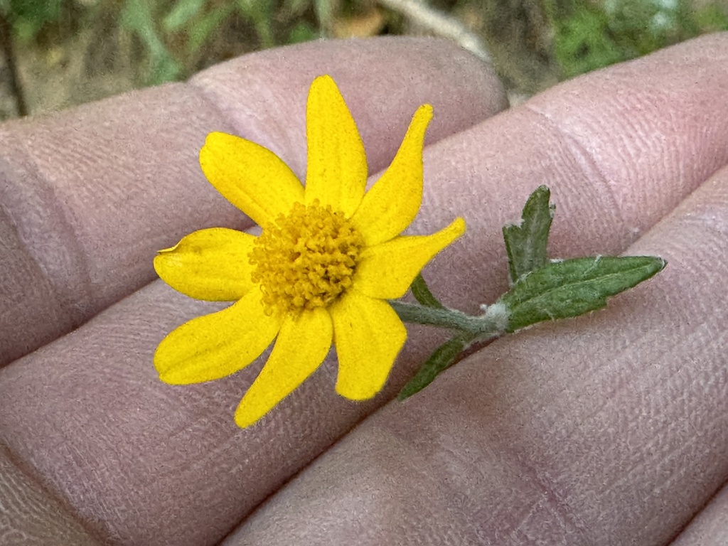 Eriophyllum latilobum (San mateo woolly sunflower), native California subshrub