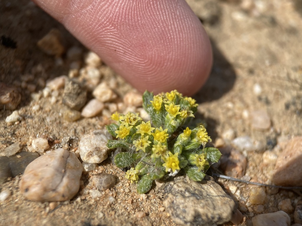 Eriophyllum mohavense (Barstow woolly sunflower), native California herb