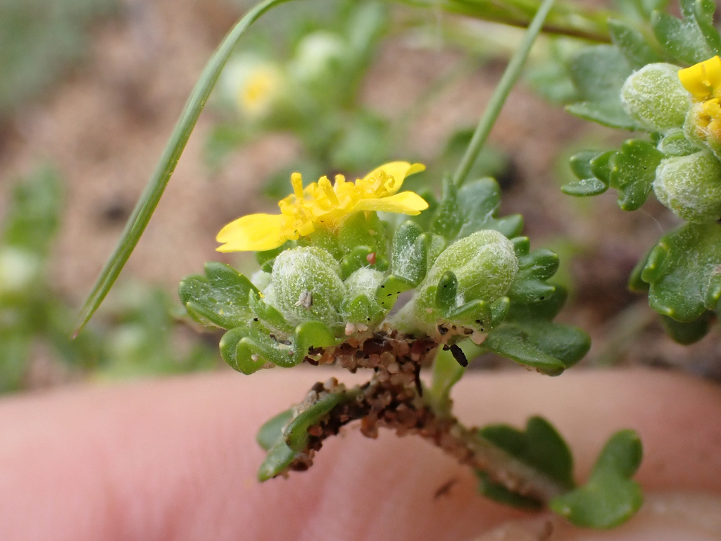 Eriophyllum multicaule (Many-stem woolly sunflower), native California herb