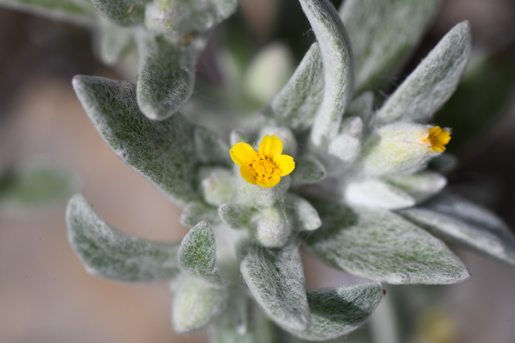 Eriophyllum nubigenum (Yosemite woolly sunflower), native California subshrub
