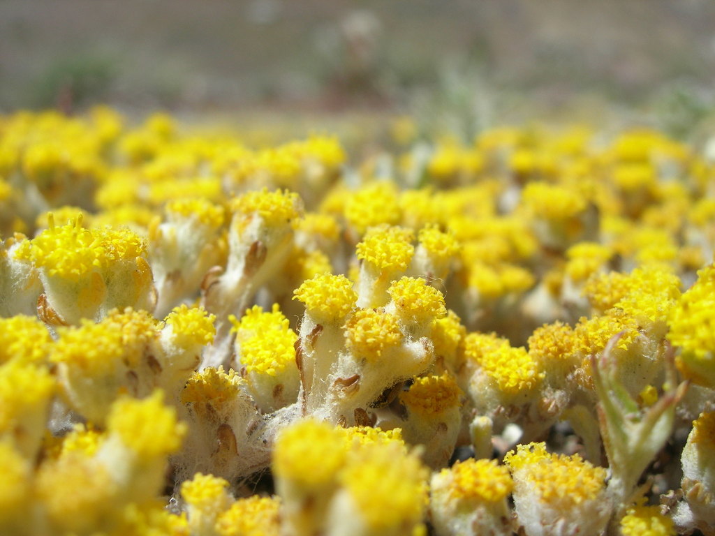 Eriophyllum pringlei (Pringle's woolly sunflower), native California herb