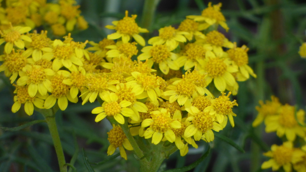 Eriophyllum staechadifolium (Seaside woolly sunflower), native California shrub