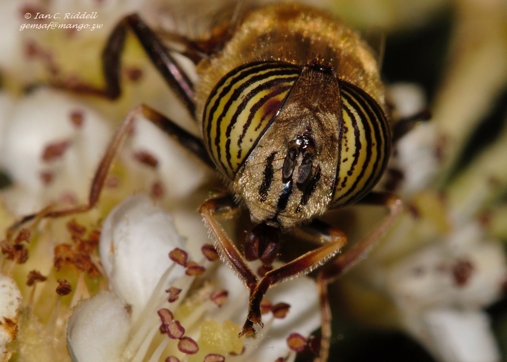 Eristalinus taeniops (Stripe-eyed Lagoon Fly), California species