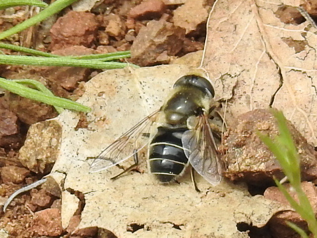 Eristalis hirta (Black-footed Drone Fly), California species