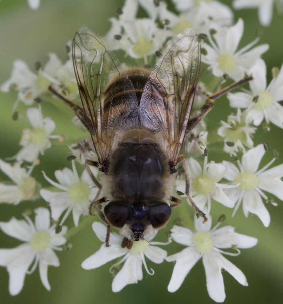 Eristalis tenax (Common Drone Fly), California species