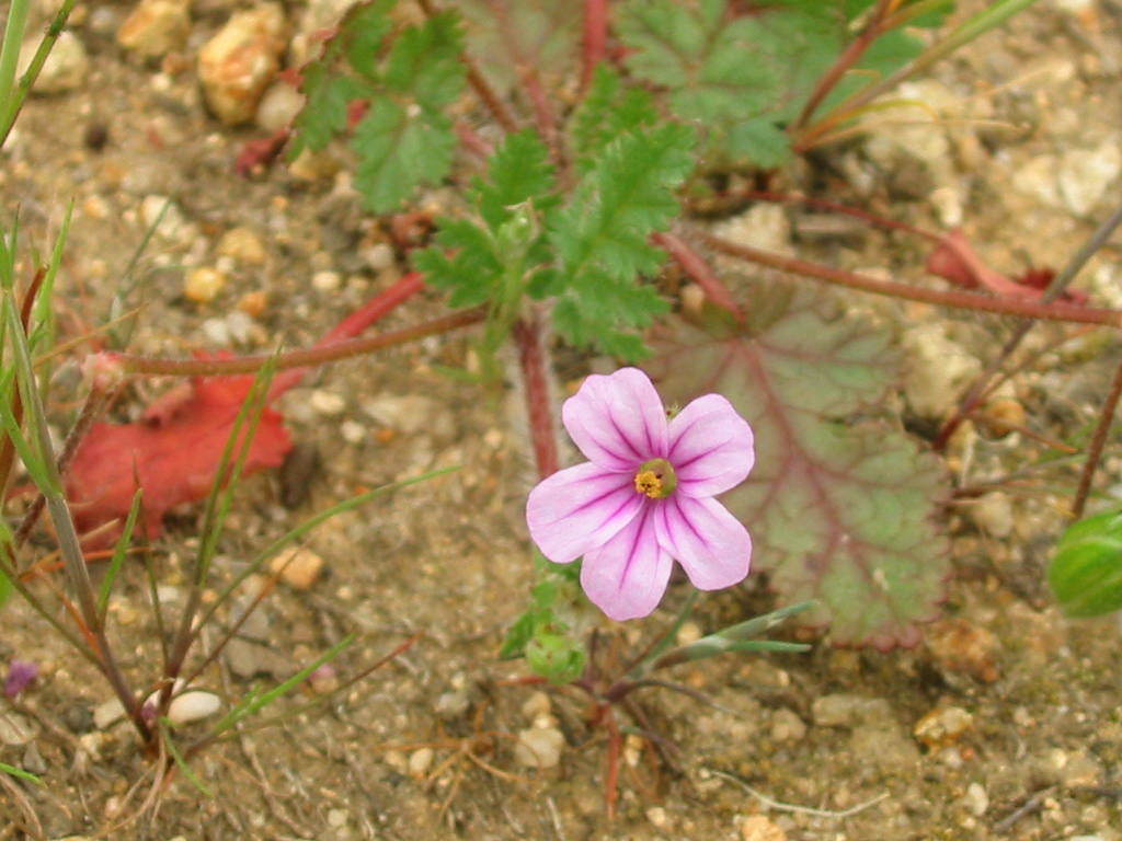Erodium botrys (Big heron bill), non-native California herb