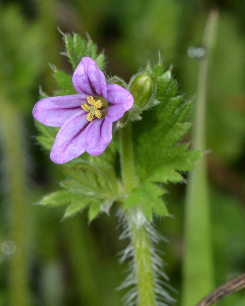 Erodium brachycarpum (Foothill filaree), non-native California herb