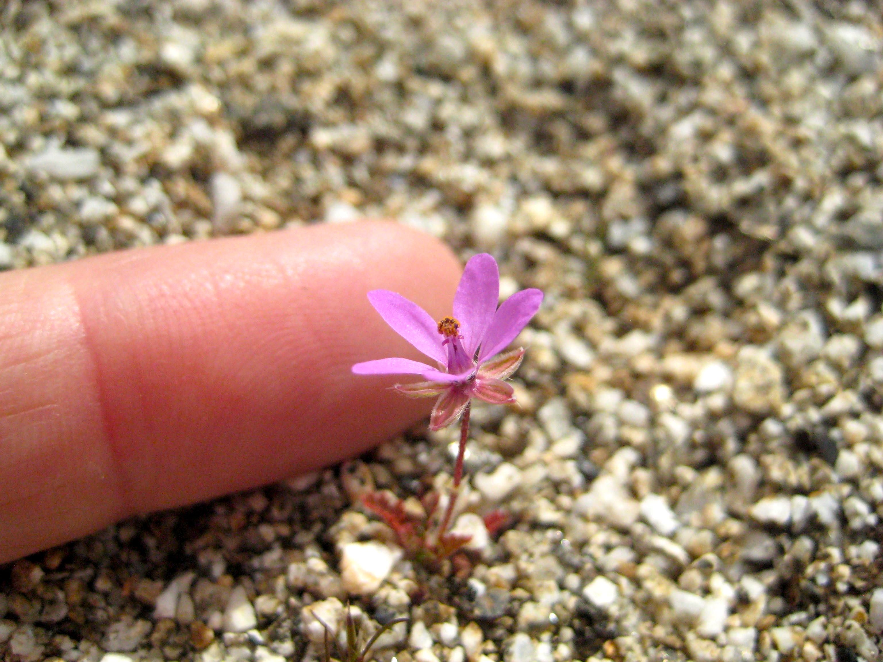 Erodium cicutarium (Redstem filaree), non-native California herb