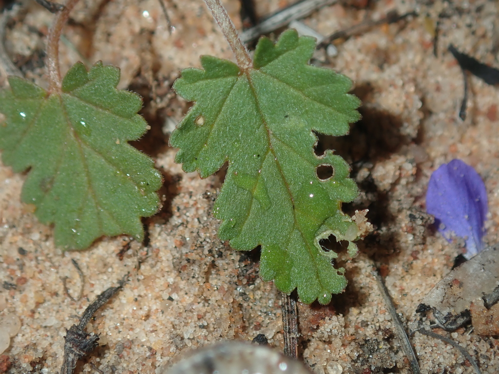 Erodium cygnorum (Australian filaree), non-native California herb