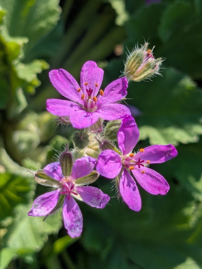 Erodium malacoides (Mediterranean filaree), non-native California herb