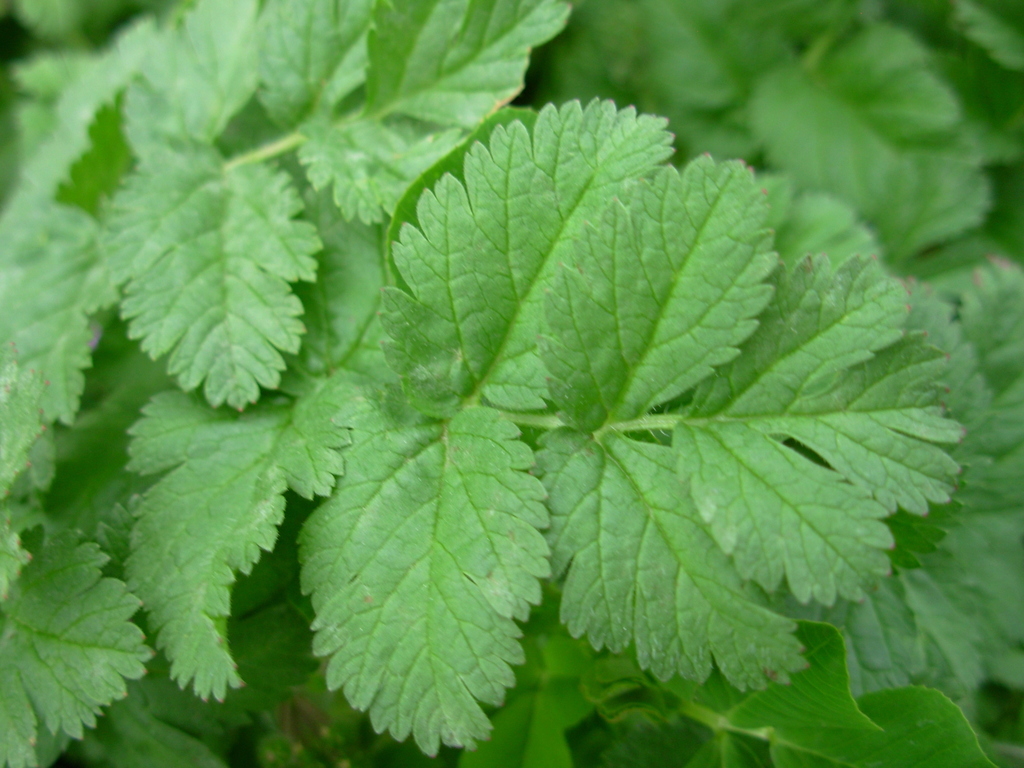 Erodium moschatum (Greenstem filaree), non-native California herb