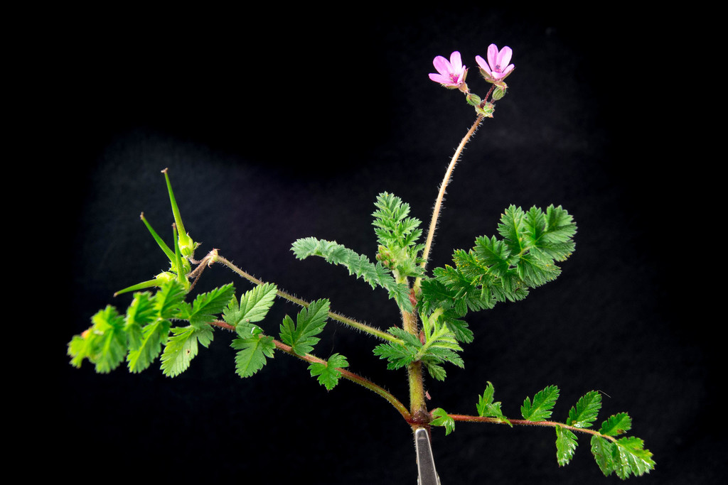 Erodium sp. (Storksbill), non-native California perennial