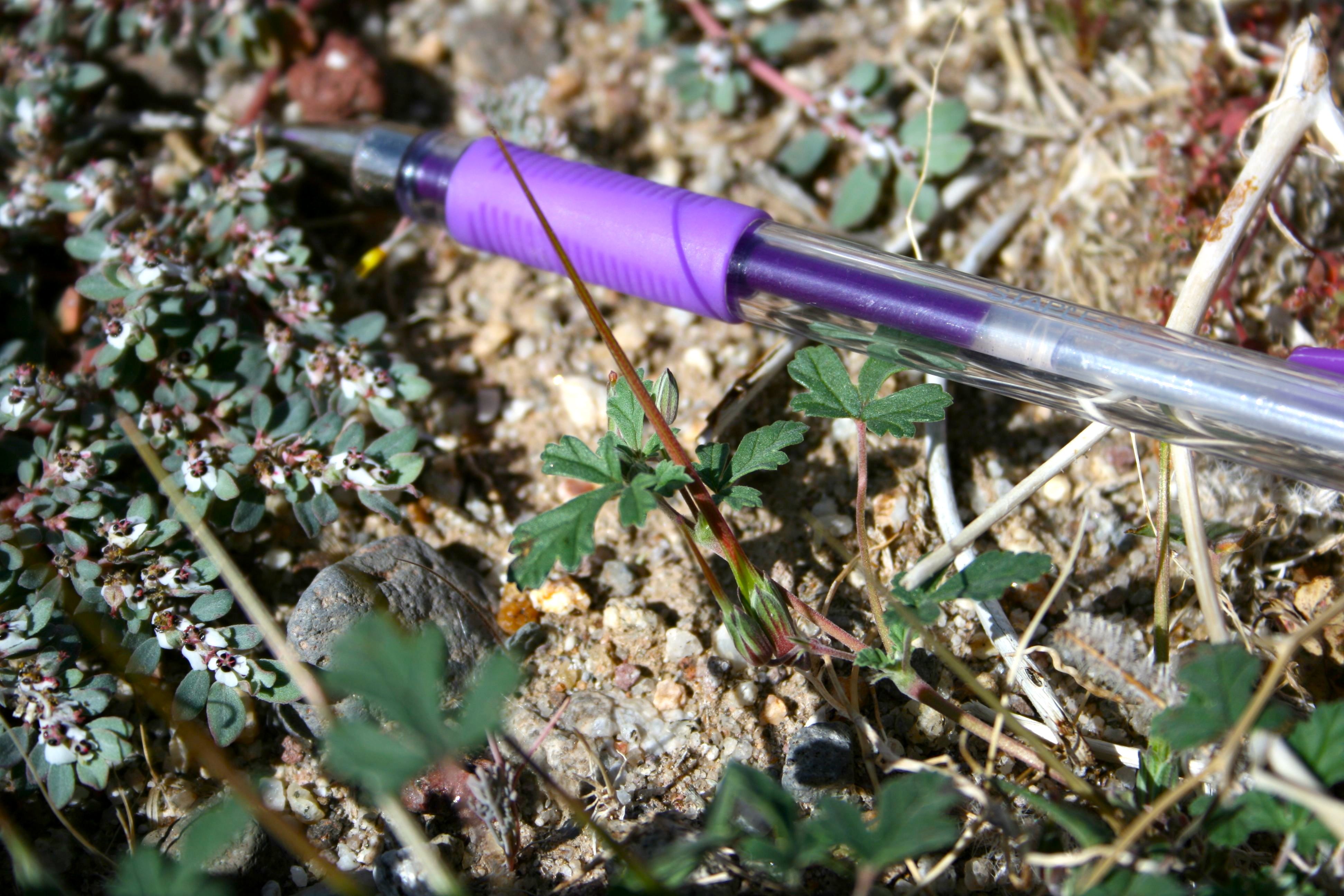 Erodium texanum (Texas filaree), native California herb