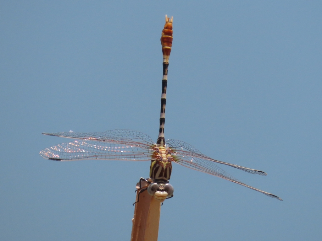 Erpetogomphus compositus (White-belted ringtail), California species