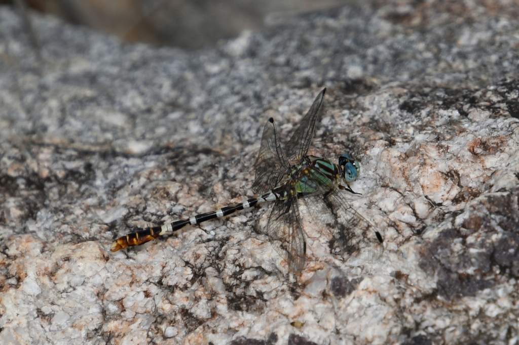 Erpetogomphus lampropeltis (Serpent Ringtail), California species