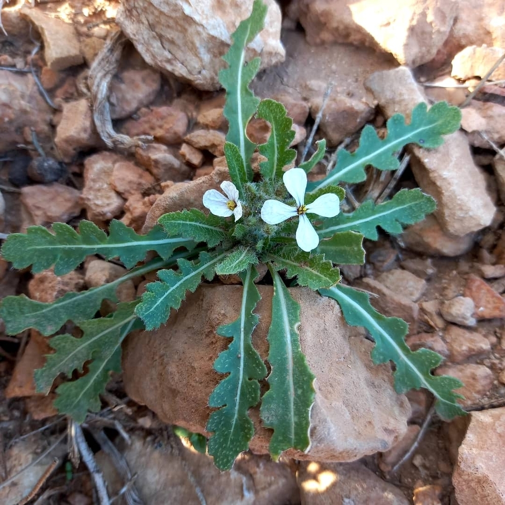 Eruca sp. (Garden-rocket), non-native California annual