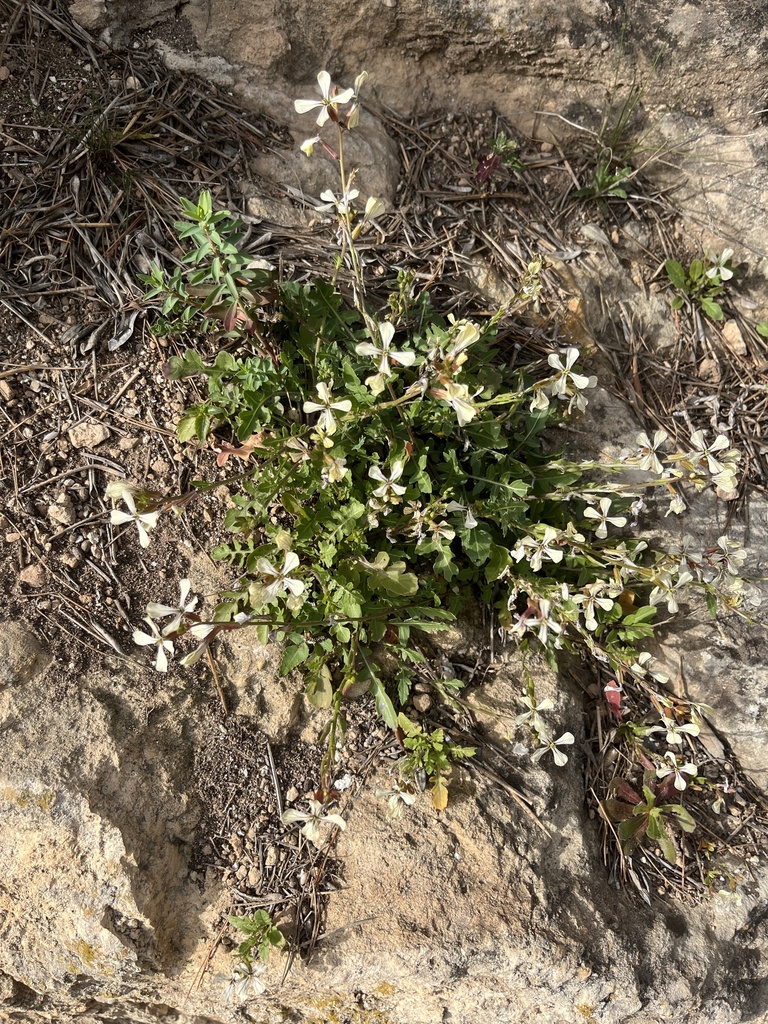 Eruca vesicaria subsp. sativa, non-native California herb