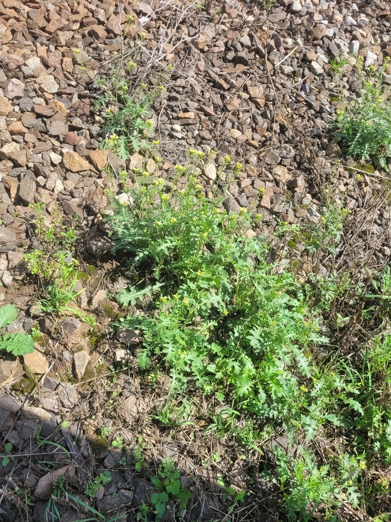 Erucastrum gallicum (Common dogmustard), non-native California herb