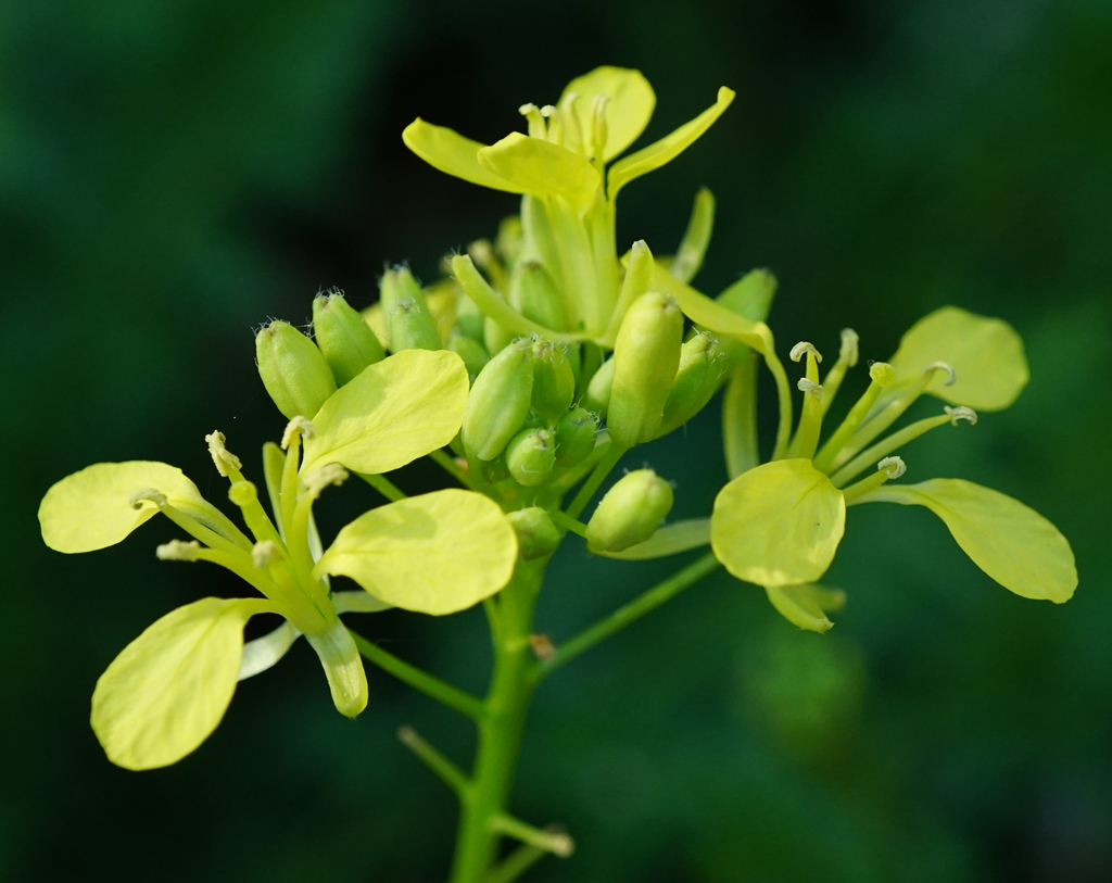 Erucastrum sp., non-native California annual