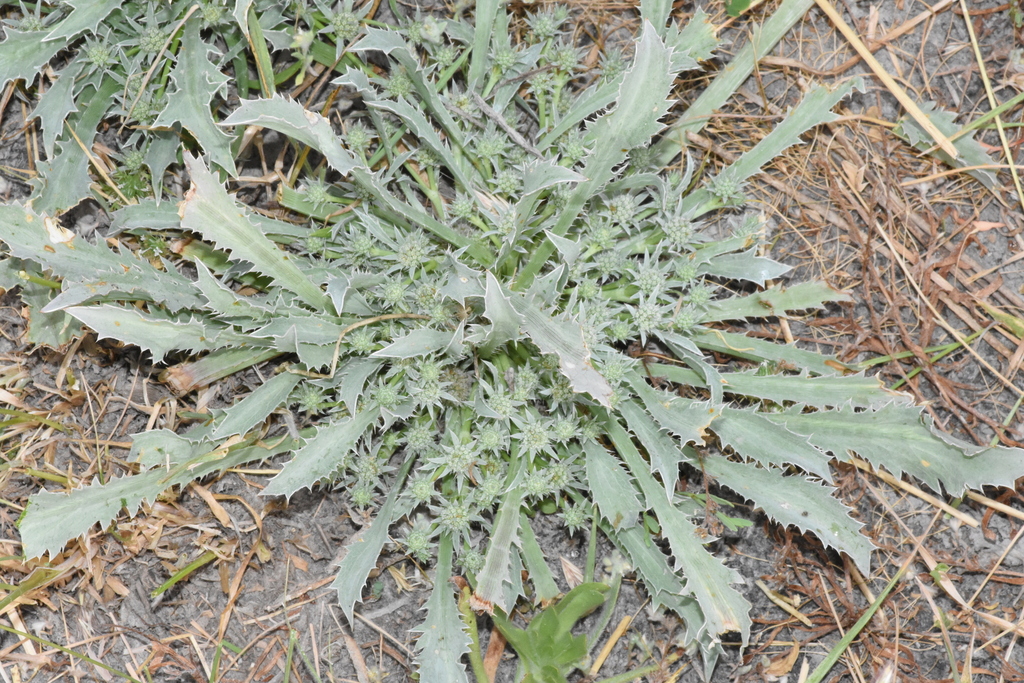 Eryngium alismifolium (Alisma-leaved button-celery), native California herb