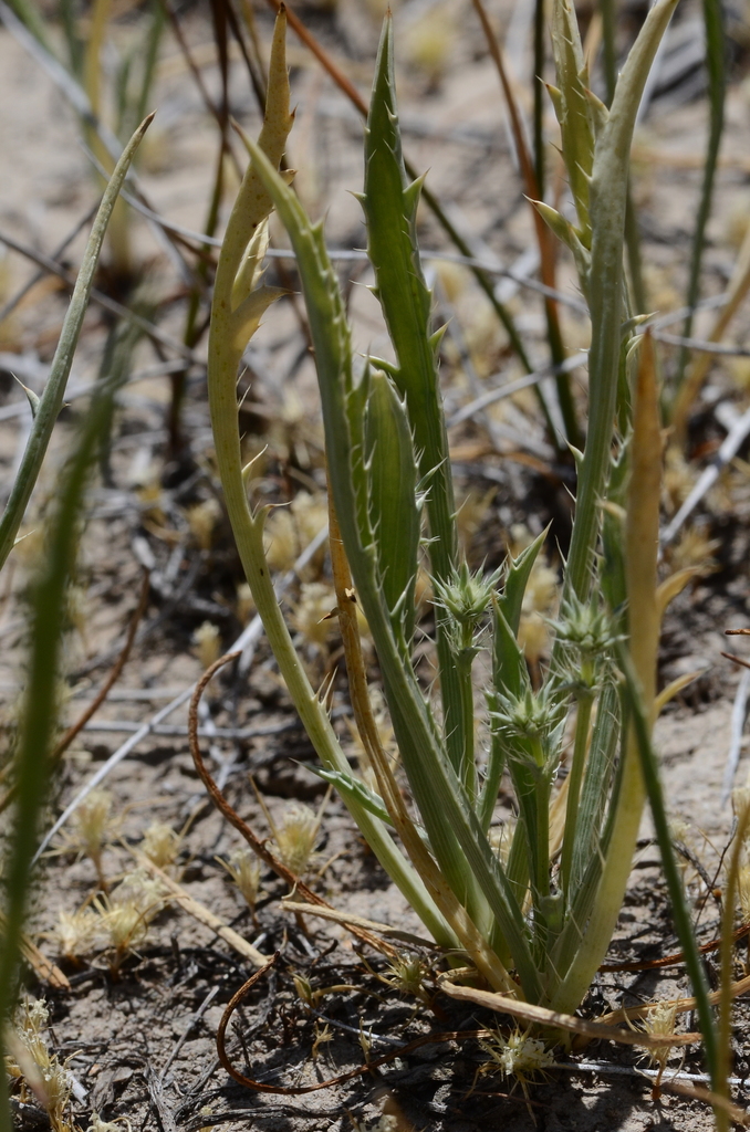 Eryngium aristulatum var. aristulatum (California eryngo), native California herb